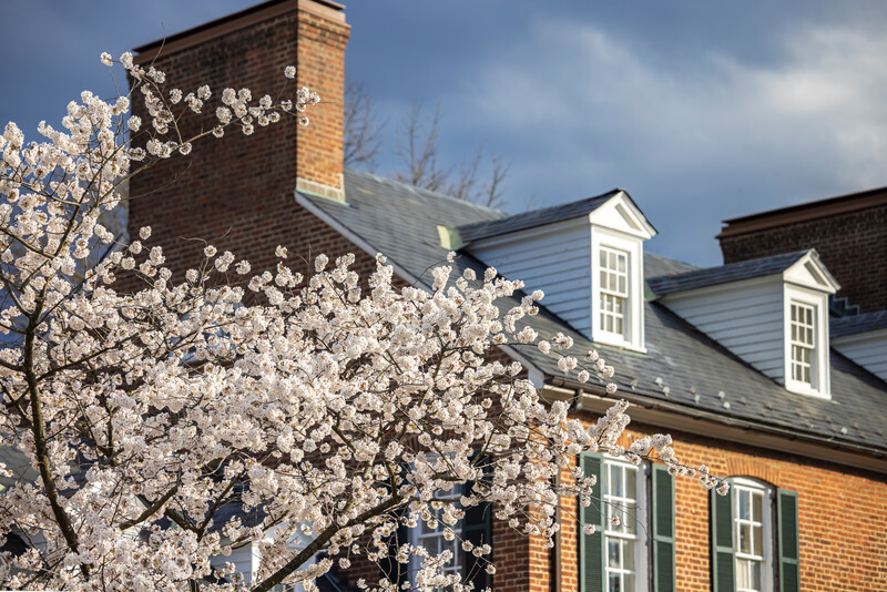 cherry blossom tree in front of a residence hall